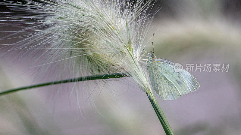 蝴蝶pieride du chou， (Pieris brassicae)，卷心菜蝴蝶。